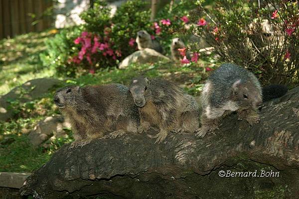 Marmottes
Mots-clés: Marmottes