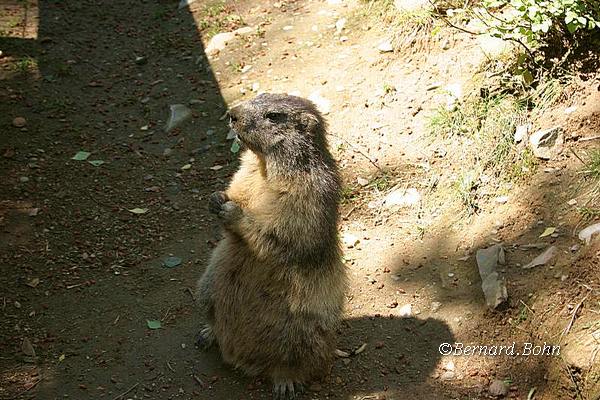 Marmottes
Mots-clés: Marmottes