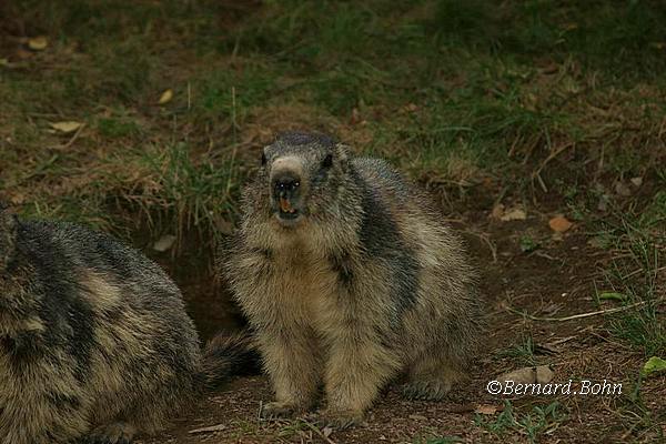 Marmottes
Mots-clés: Marmottes