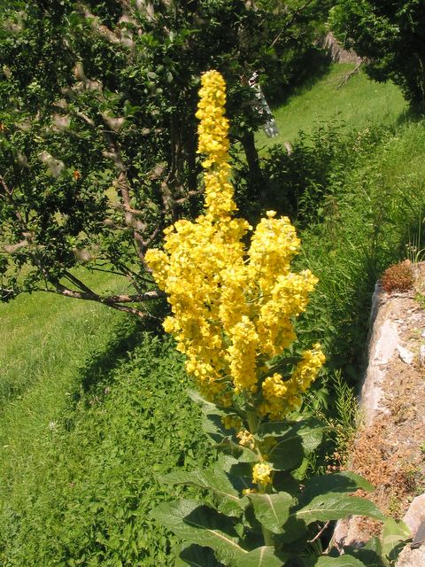 Mots-clés: fleur des pyrénées