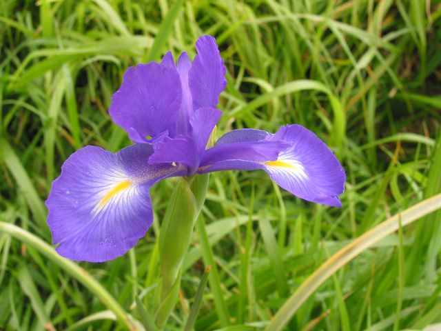 iris des pyrÃ©nÃ©es
Mots-clés: iris des pyrÃ©nÃ©es