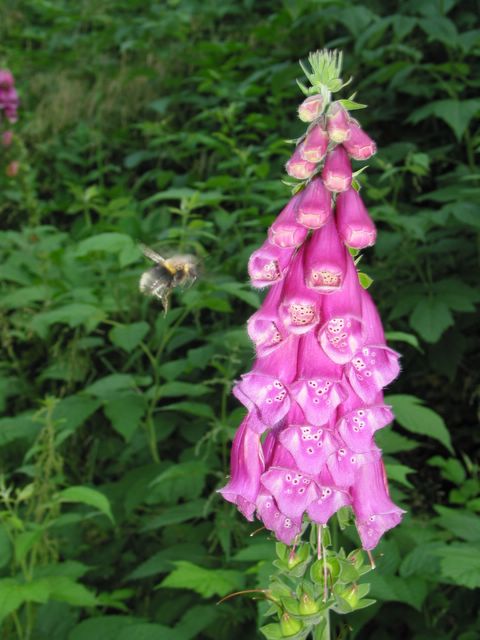 digitale pourpre
Mots-clés: digitale pourpre,fleur des pyrénées