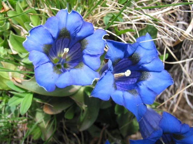 Mots-clés: gentianne,fleur des pyrénées