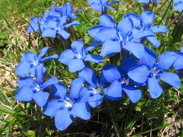 Mots-clés: fleur des pyrénées,gentianne