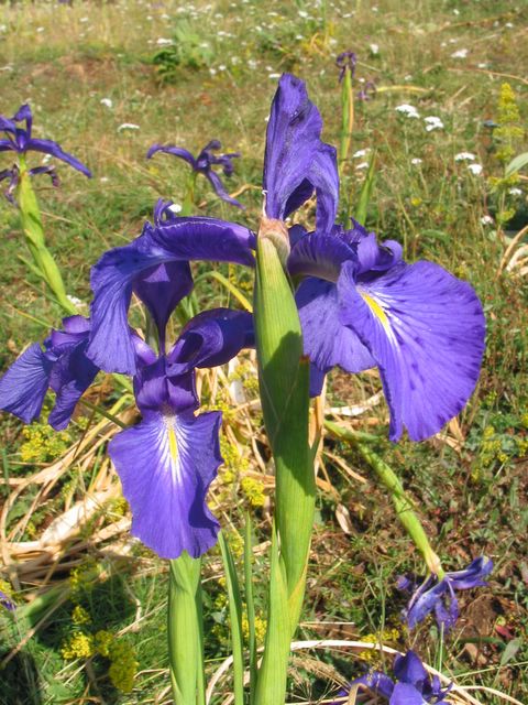 Mots-clés: iris des pyrénées