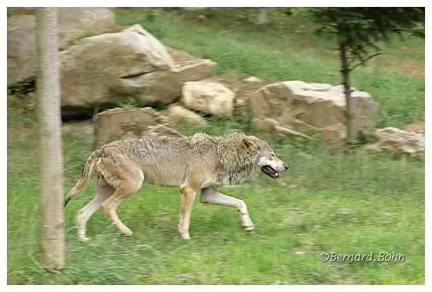 Loup
Mots-clés: Loup