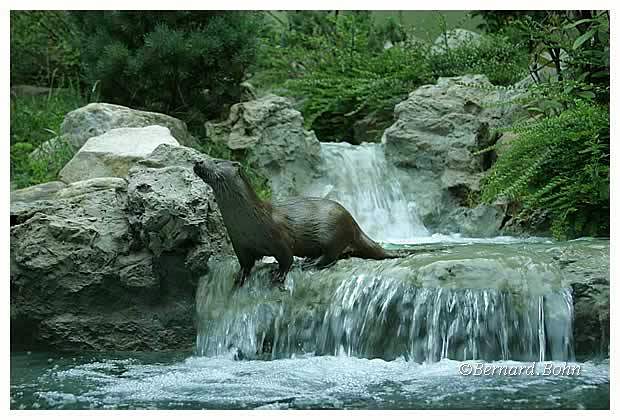 loutre
Mots-clés: loutre