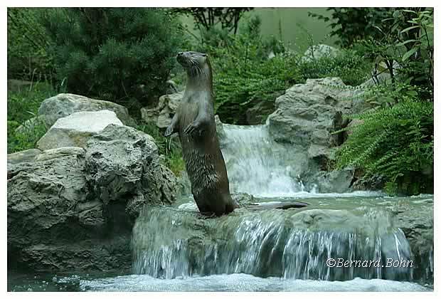 loutre
Mots-clés: loutre