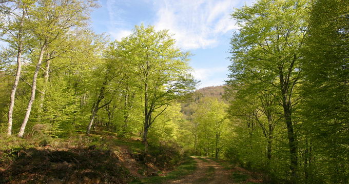 Forêt Ariège
Mots-clés: forêt,ariège,pyrénées