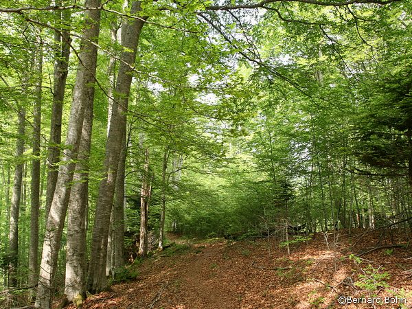 Forêt Ariègeoise
Mots-clés: forêt,arIège,pyrénées