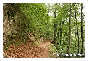 chemin en forêt montée étang d'arraing