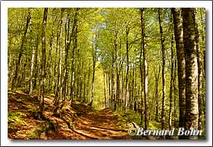 chemin en forêt montée à l'étang d'Artax