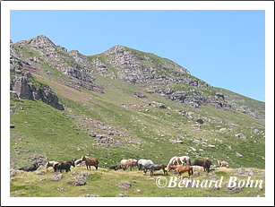 zone pastorale en montant au lac d'arlet