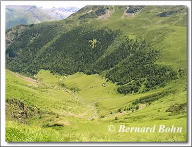 forêt de Buée sentier montée au lac de Cestrède