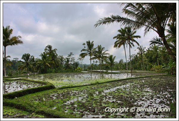 RiziÃ¨re Ã®le de Bali
Mots-clés: riziÃ¨re,Ã®le de Bali