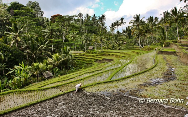 Bali en Indonésie
Rizière île de Bali
Mots-clés: rizière,île de Bali