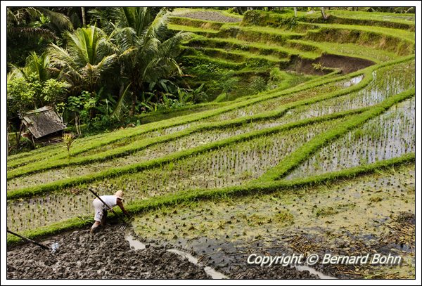 Bali en IndonÃ©sie
RiziÃ¨re Ã®le de Bali
Mots-clés: riziÃ¨re,Ã®le de Bali