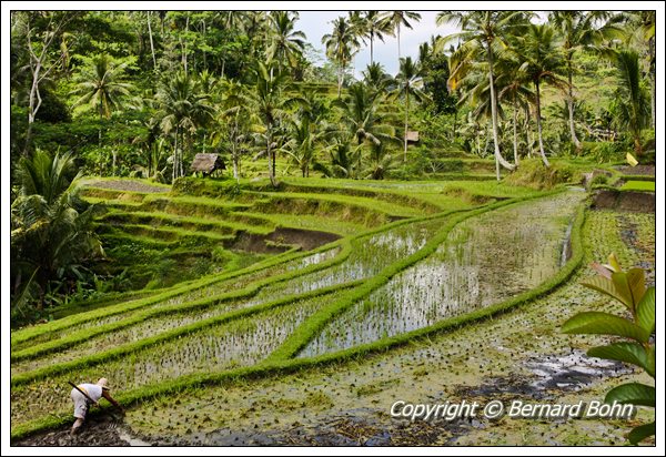 Bali en IndonÃ©sie
RiziÃ¨re Ã®le de Bali
Mots-clés: riziÃ¨re,Ã®le de Bali