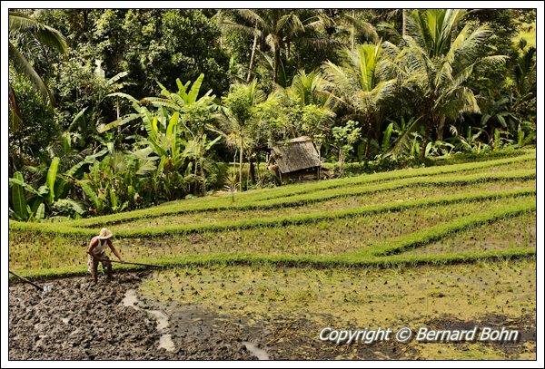 Bali en IndonÃ©sie
RiziÃ¨re Ã®le de Bali
Mots-clés: riziÃ¨re,Ã®le de Bali