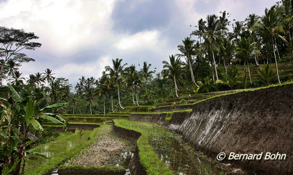 Bali en Indonésie
Rizière île de Bali
Mots-clés: rizière,île de Bali