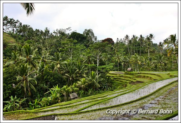 Bali en IndonÃ©sie
RiziÃ¨re Ã®le de Bali
Mots-clés: riziÃ¨re,Ã®le de Bali