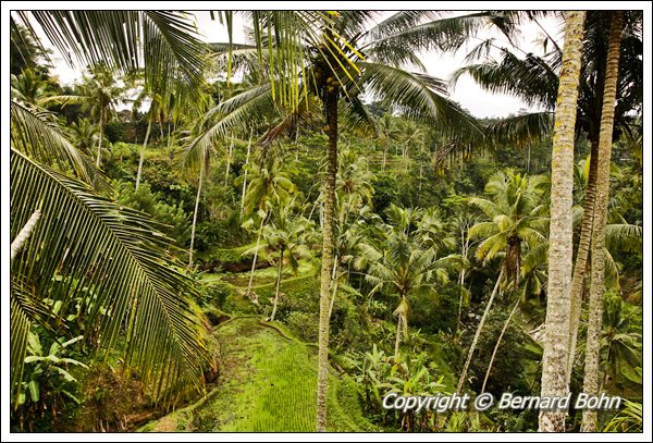 Bali en Indonésie
Rizière île de Bali
Mots-clés: rizière,île de Bali