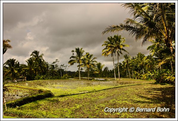 Bali en Indonésie
Rizière île de Bali
Mots-clés: rizière,île de Bali