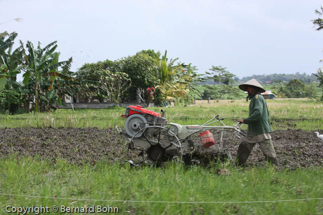 Bali en Indonésie
travail dans les rizières
Mots-clés: travail rizières