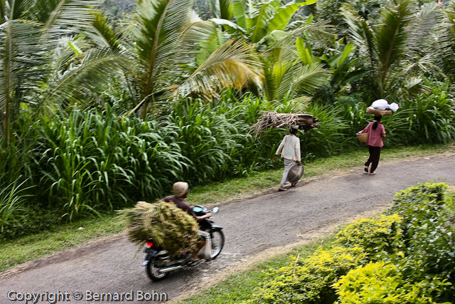 Bali en Indonésie
Bali Indonésie
Mots-clés: travail rizière Bali