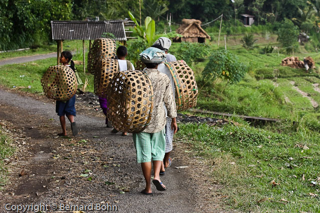 Bali en Indonésie
Bali Indonésie
Mots-clés: travail rizière Bali