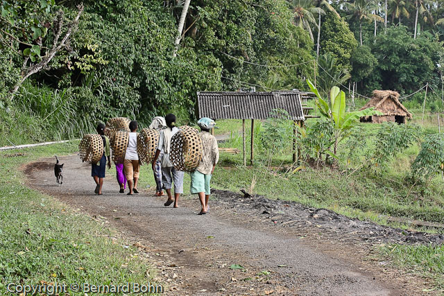 Bali en Indonésie
Bali Indonésie
Mots-clés: travail rizière Bali