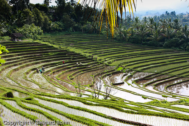 Bali en IndonÃ©sie
RiziÃ¨re Ã®le de Bali
Mots-clés: riziÃ¨re,Ã®le de Bali