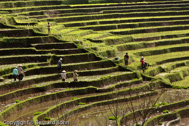 Bali en Indonésie
Bali Indonésie
Mots-clés: travail rizière Bali