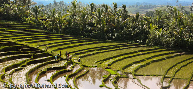 Bali en IndonÃ©sie
RiziÃ¨re Ã®le de Bali
Mots-clés: riziÃ¨re,Ã®le de Bali