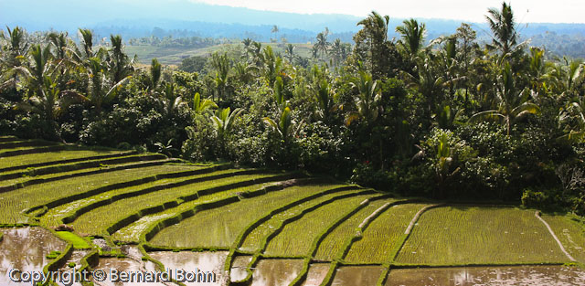 Bali en Indonésie
Rizière île de Bali
Mots-clés: rizière,île de Bali