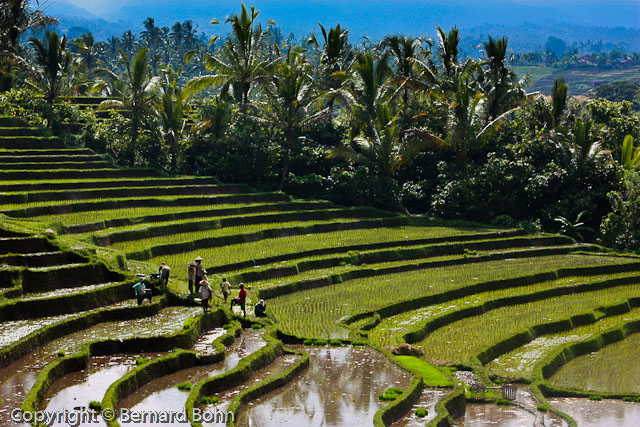 Bali en IndonÃ©sie
RiziÃ¨re Ã®le de Bali
Mots-clés: riziÃ¨re,Ã®le de Bali