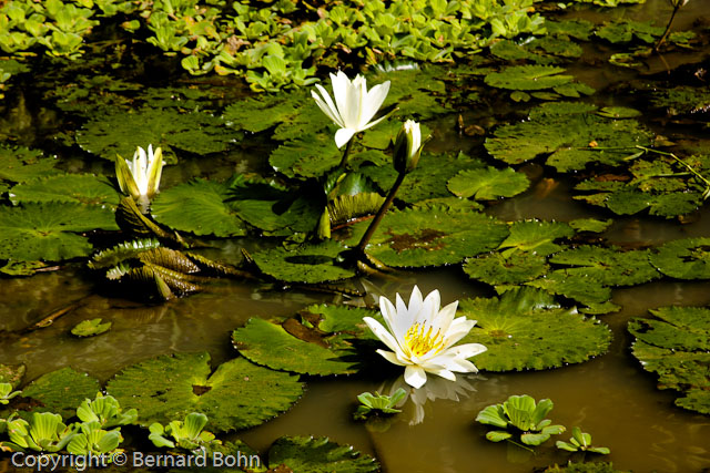 Bali en IndonÃ©sie
RiziÃ¨re Ã®le de Bali
Mots-clés: fleur,nÃ©nuphar,Bali