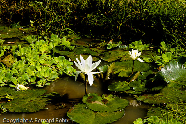 Bali en IndonÃ©sie
RiziÃ¨re Ã®le de Bali
Mots-clés: fleur,nÃ©nuphar,Bali