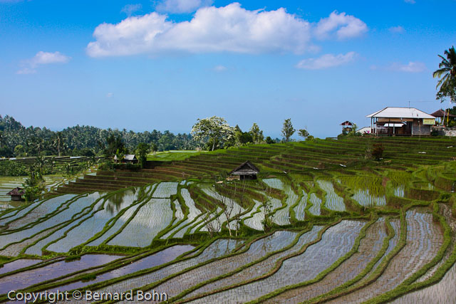 Bali en IndonÃ©sie
RiziÃ¨re Ã®le de Bali
Mots-clés: riziÃ¨re,Ã®le de Bali