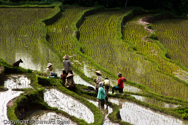 Bali en Indonésie
Bali Indonésie
Mots-clés: travail rizière Bali