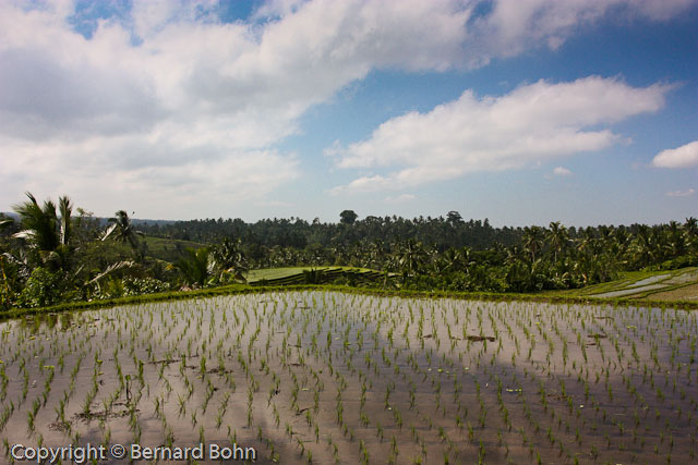 Bali en IndonÃ©sie
RiziÃ¨re Ã®le de Bali
Mots-clés: riziÃ¨re,Ã®le de Bali