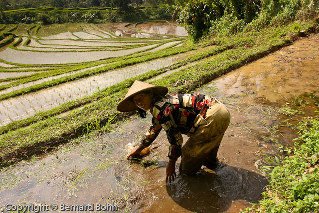 Bali en Indonésie
Bali Indonésie
Mots-clés: travail riziére Bali