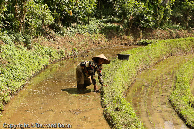 Bali en Indonésie
Bali Indonésie
Mots-clés: travail rizière Bali