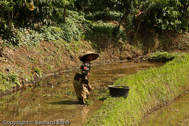 Bali en Indonésie
Bali Indonésie
Mots-clés: travail rizière Bali