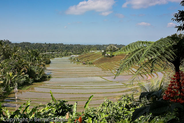 Bali en Indonésie
Rizière île de Bali
Mots-clés: rizière,île de Bali