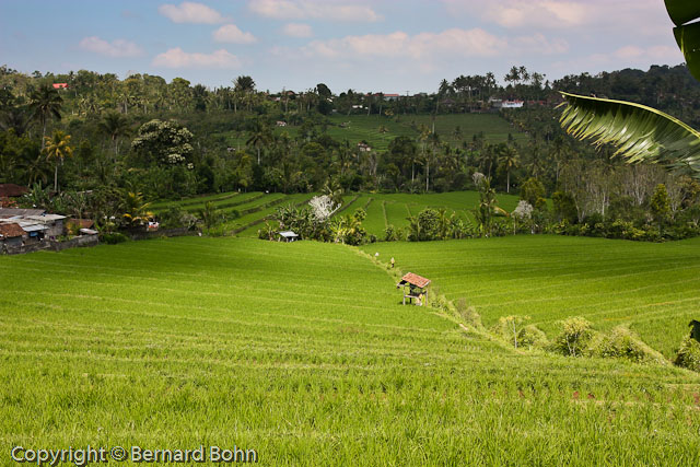 Bali en IndonÃ©sie
RiziÃ¨re Ã®le de Bali
Mots-clés: riziÃ¨re,Ã®le de Bali