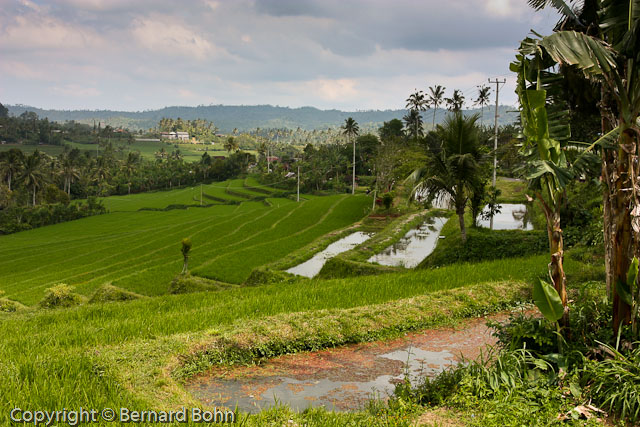 Bali en Indonésie
Rizière île de Bali
Mots-clés: rizière,île de Bali