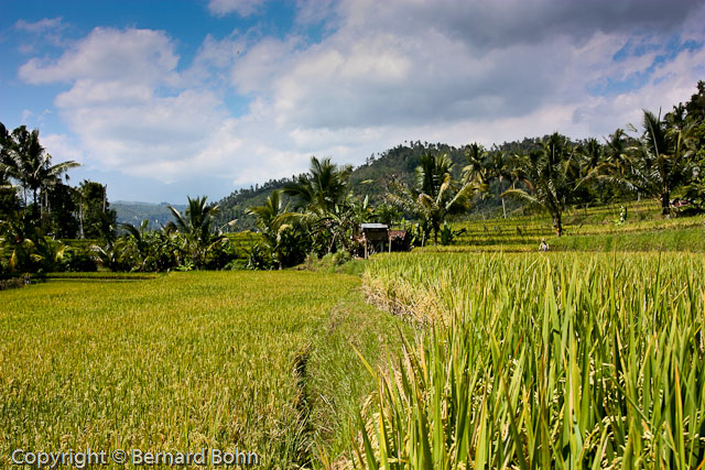 Bali en IndonÃ©sie
RiziÃ¨re Ã®le de Bali
Mots-clés: riziÃ¨re,Ã®le de Bali