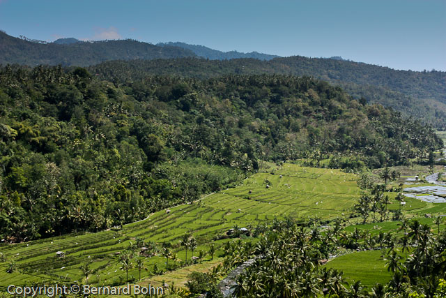 Bali en IndonÃ©sie
RiziÃ¨re Ã®le de Bali
Mots-clés: riziÃ¨re,Ã®le de Bali