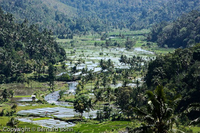 Bali en IndonÃ©sie
RiziÃ¨re Ã®le de Bali
Mots-clés: riziÃ¨re,Ã®le de Bali